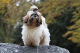 SHIH TZU 176